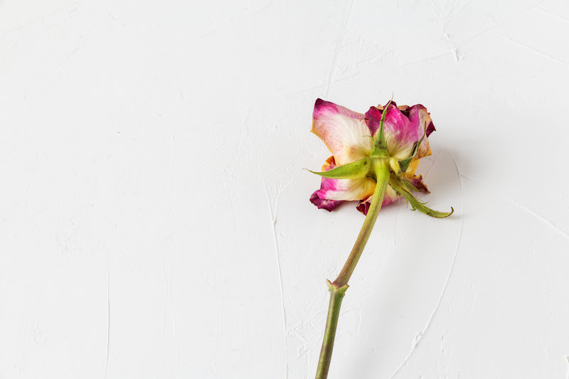 Dying flower